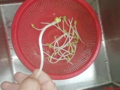 豆芽怎么处理清洗