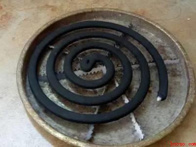 家中出现蝙蝠幼崽怎么办