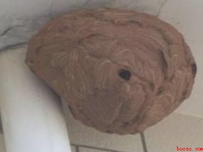 发现马蜂窝怎么处理