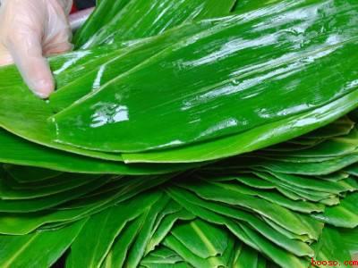 新鲜芦苇叶怎么处理才能包粽子