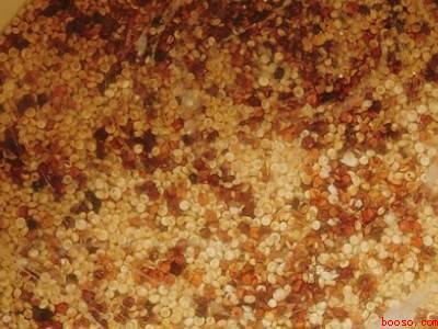 藜麦的正确吃法要泡多久