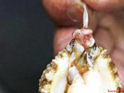 如何杀鲍鱼清洗鲍鱼