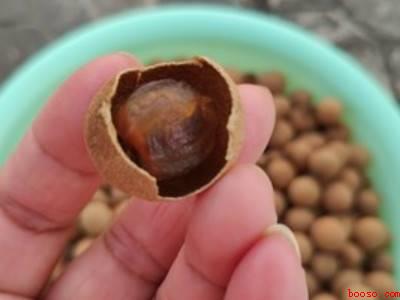 龙眼干怎么晒才好吃