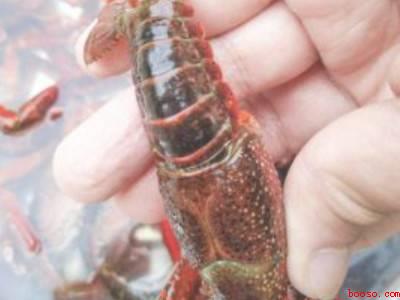 洗小龙虾怎么洗才干净