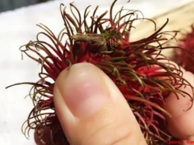 红毛丹怎么吃不沾核皮(吃红毛丹不沾核皮一共三个步骤)