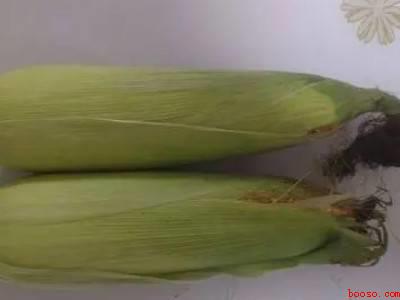 青玉米的储藏方法（青玉米储藏方法的具体操作步骤）