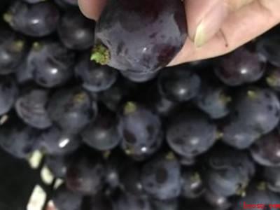 酿造葡萄酒的流程（酿造葡萄酒的具体操作步骤）