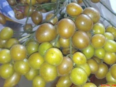 黄皮蜜糖的制作方法