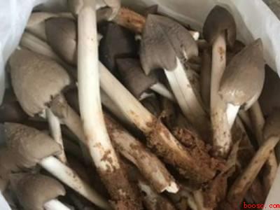 荔枝菌怎么做好吃