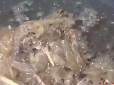 炸小虾怎么做酥脆好吃