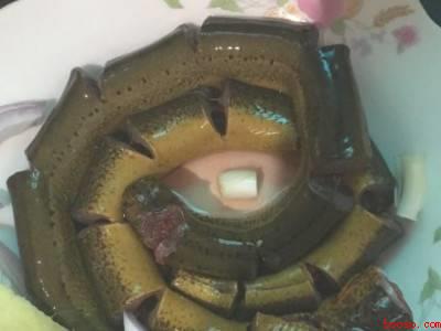 鳝鱼在家怎么杀