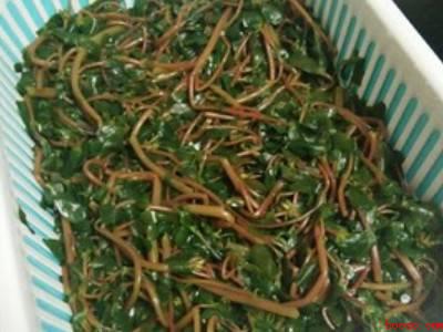 马齿苋如何制干