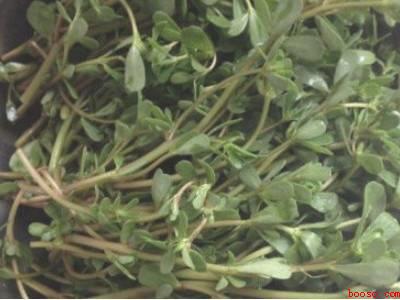 马齿菜怎么保存时间长