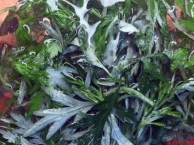 新鲜艾叶怎么晒干保存