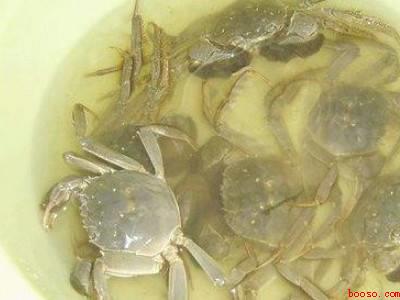 活蟹怎么处理和清洗