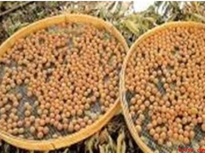 龙眼干怎么制作方法