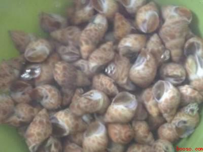 花螺怎么清洗才干净
