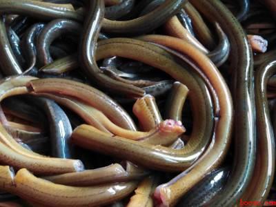 小泥鳅怎么处理干净