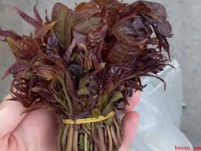 春天炒鸡蛋怎么做好吃