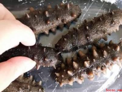 海参干如何泡发