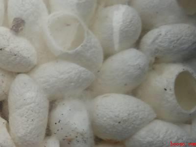 蚕茧长期保存方法