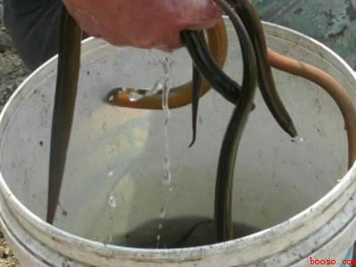 夏天黄鳝怎么保存不会死