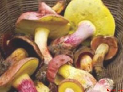 新鲜的野生菌要怎么寄快递