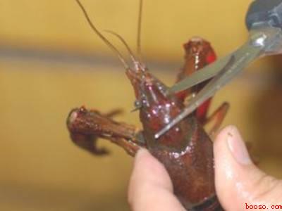 洗小龙虾怎么洗才干净