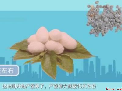 蚕茧怎么保存