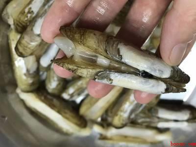 冷冻蛏子怎么处理干净