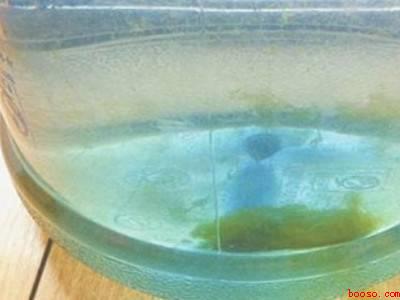 纯净水桶里面的绿色东西怎么清理