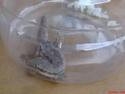 怎样驱赶壁虎妙招