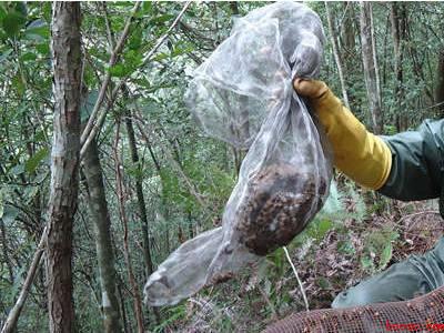 蜂子窝怎么彻底去除
