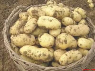 夏天土豆怎么大量储存