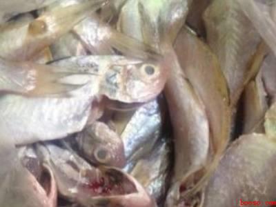 晒鱼干的正确方法