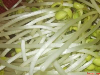 豆芽怎么处理清洗