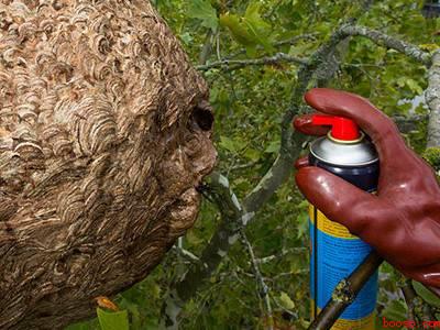 黄蜂窝怎么安全除掉