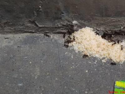 咬人的蚂蚁怎么消灭