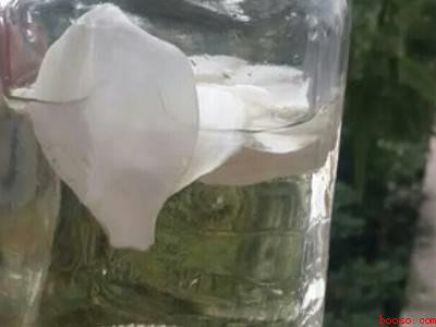 栀子花茶怎么做