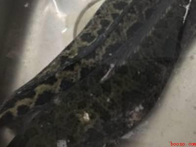 黑鱼片怎么做好吃即简单又好吃