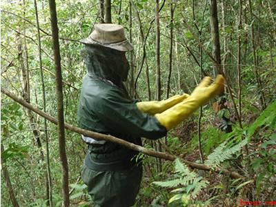 蜂子窝怎么彻底去除