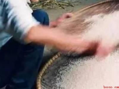 糯米生虫了应该怎样处理