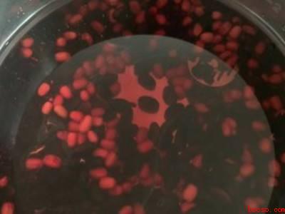黑豆要泡多久才可以煮