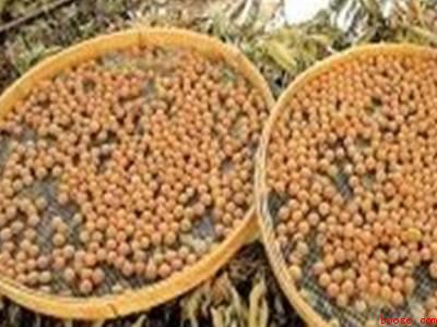 带壳的龙眼怎么晒干