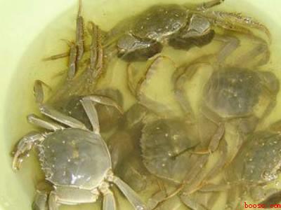 螃蟹要怎么清洗