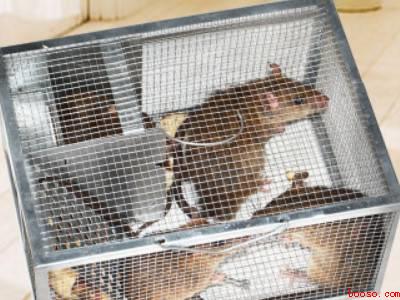 大老鼠怎么能抓住