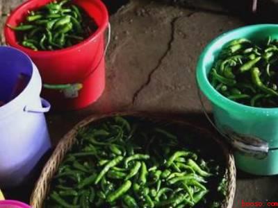 青辣椒怎么晒成白辣椒