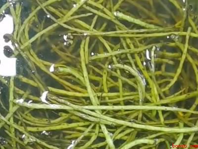 新鲜核桃花怎么处理