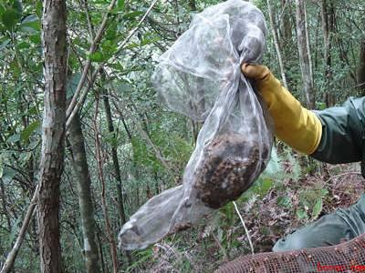 黄蜂窝怎么安全除掉