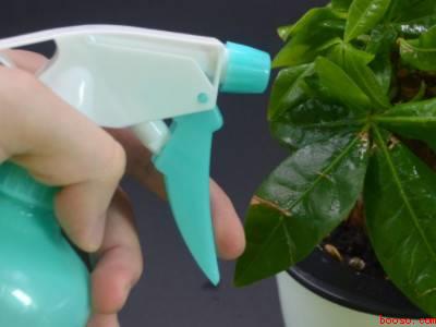 花盆里的西瓜虫怎么消灭掉